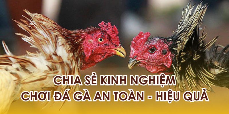 Chia sẻ kinh nghiệm chơi đá gà an toàn - hiệu quả