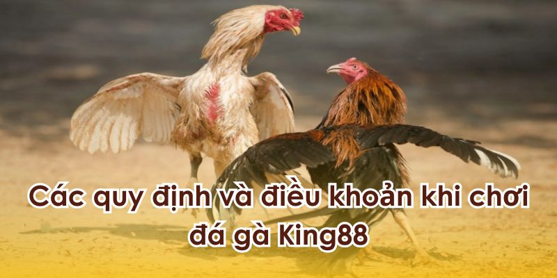 Những quy định và điều khoản khi chơi đá gà King88